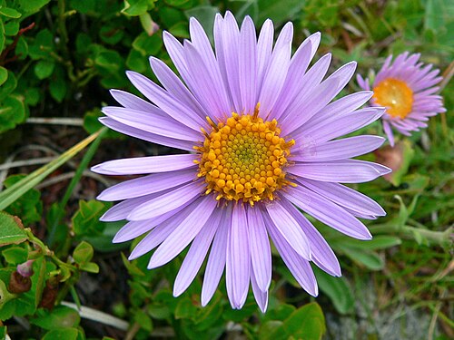 Alpine aster: Vallon de la Madone de Fenestre, St Martin-Vésubie, Alpes-maritimes, FRANCE