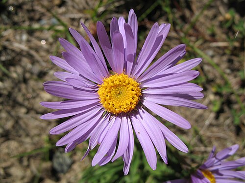 Alpine aster: Alpine aster ( Aster alpinus ) , Gornergrat , Switzerland .