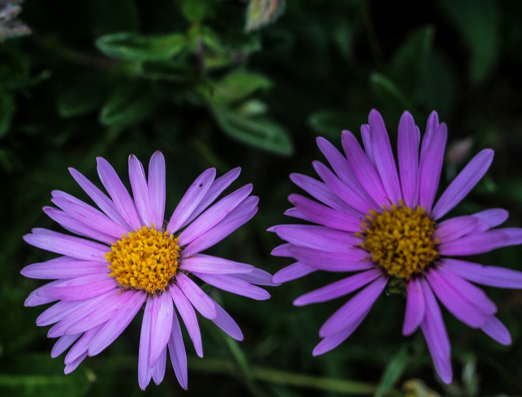 Alpine aster: Alpengarten Villacher Alpe : Alpen-Aster