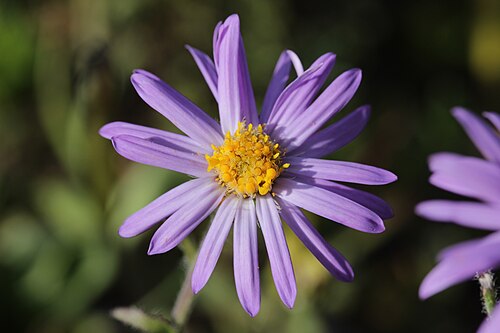 Alpine aster: Alpine Aster - Aster alpinus