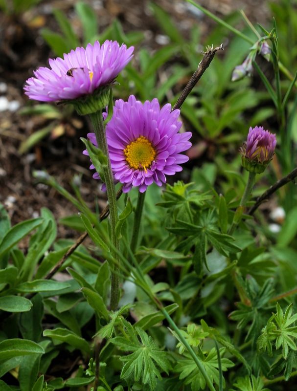 Alpine aster: Alpengarten Villacher Alpe : Alpen-Aster