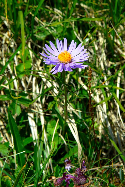 Alpine aster: Alpenaster; Fundort Brisen , ca. 2.300 m.ü.M