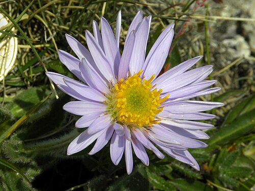 Alpine aster: Alpenaster (Aster alpinus) auf der Rax