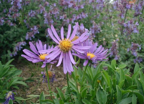 Alpine aster (Aster alpinus)