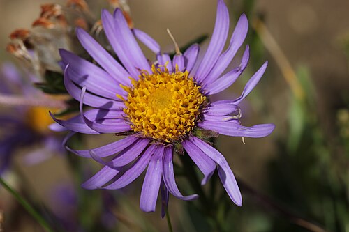 Alpine aster: Alpine Aster - Aster alpinus