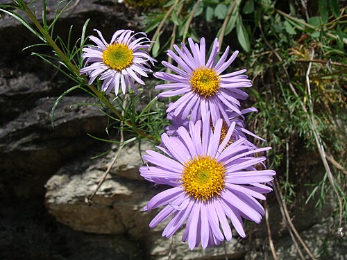 Alpine aster: Die Alpenaster eine geschützte Pflanze, ein Korbblütengewächs