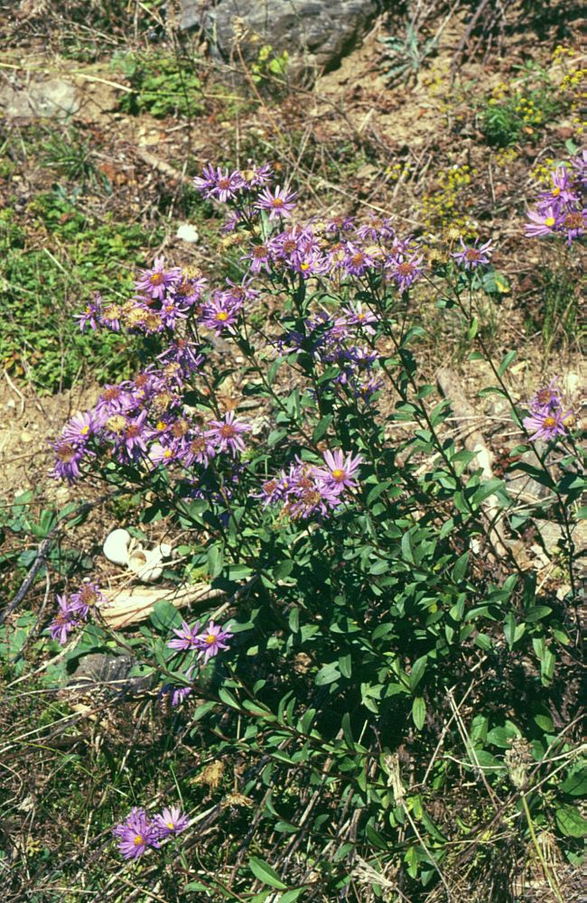 Italian aster: Kalk-Aster ( Aster amellus ), Korbblütler (Asteraceae) - Österreich/Austria/Autriche: Niederösterreich, Kamptal, bei Kamegg, auf Marmor