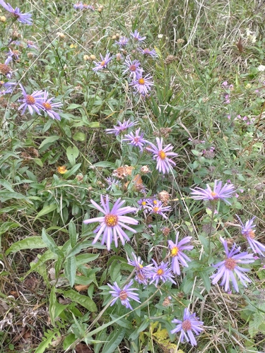Italian aster (Aster amellus)