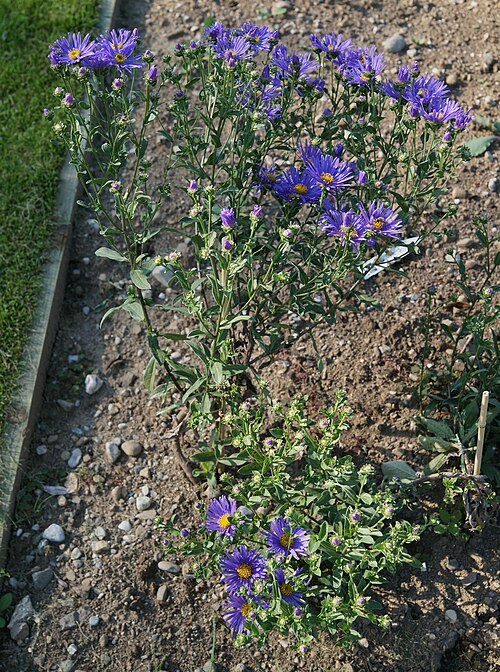 Italian aster: Aster amellus 'Ultramarine'. ProSpecieRara -Zierpflanzengarten Elfenau Bern.