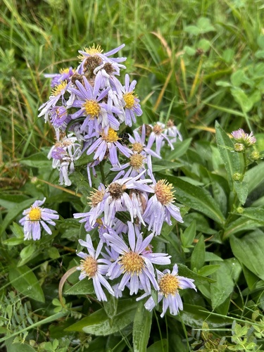Italian aster (Aster amellus)