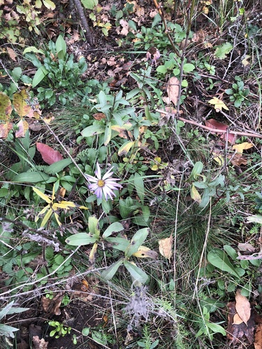 Italian aster (Aster amellus)