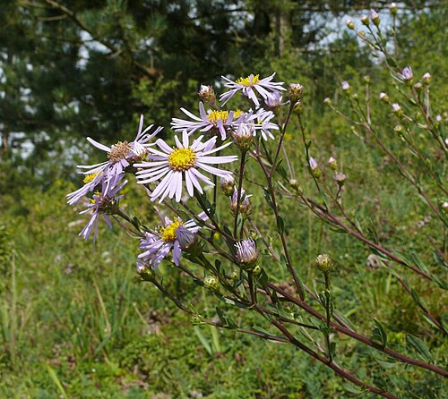 Italian aster: Aster amellus , Tauberland, Germany