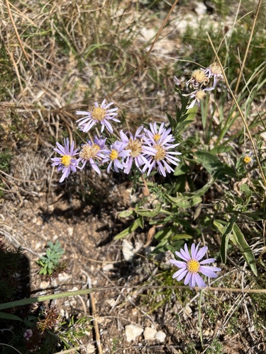 Italian aster (Aster amellus)