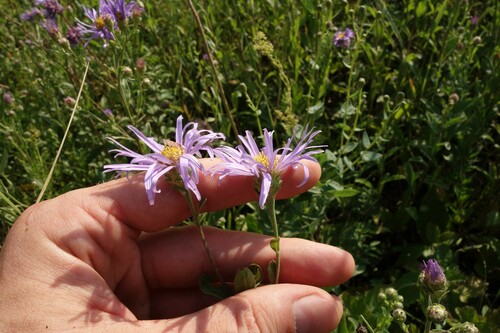 Italian aster (Aster amellus)