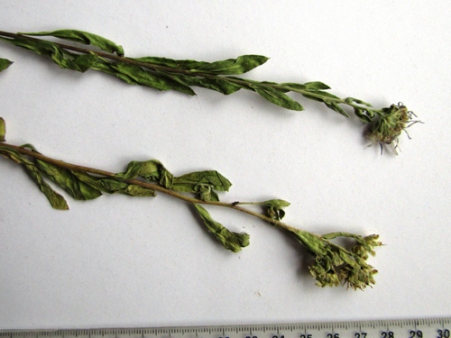 Italian aster (Aster amellus)