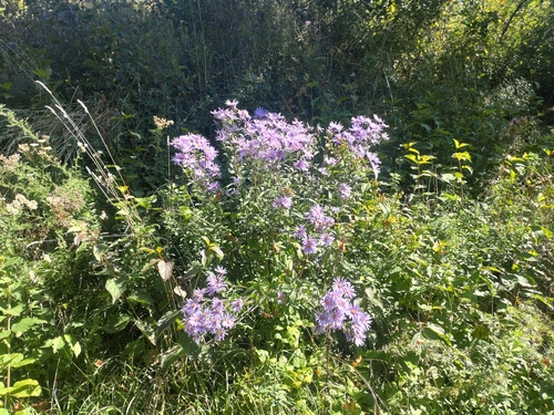 Italian aster (Aster amellus)
