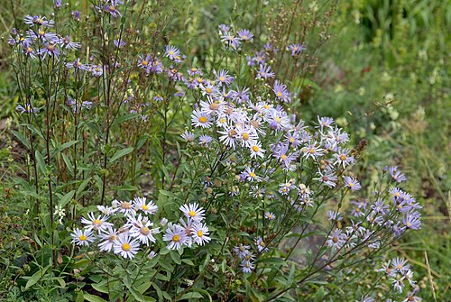 Italian aster: This image shows a European Michaelmas Daisy ( Aster amellus ).