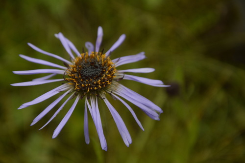 Aster diplostephioides (Aster diplostephioides)