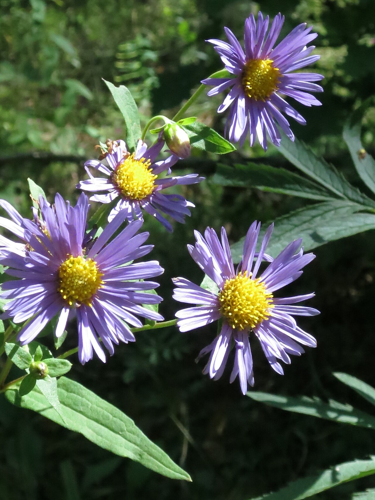 Aster maackii: Aster maackii