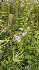 Aster maackii (Aster maackii)