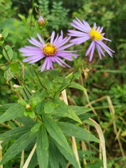Aster maackii (Aster maackii)