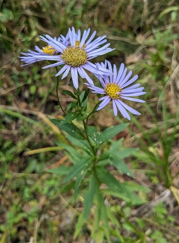 Aster maackii (Aster maackii)