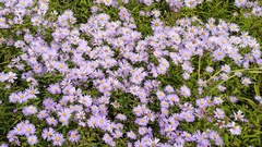 Aster maackii (Aster maackii)