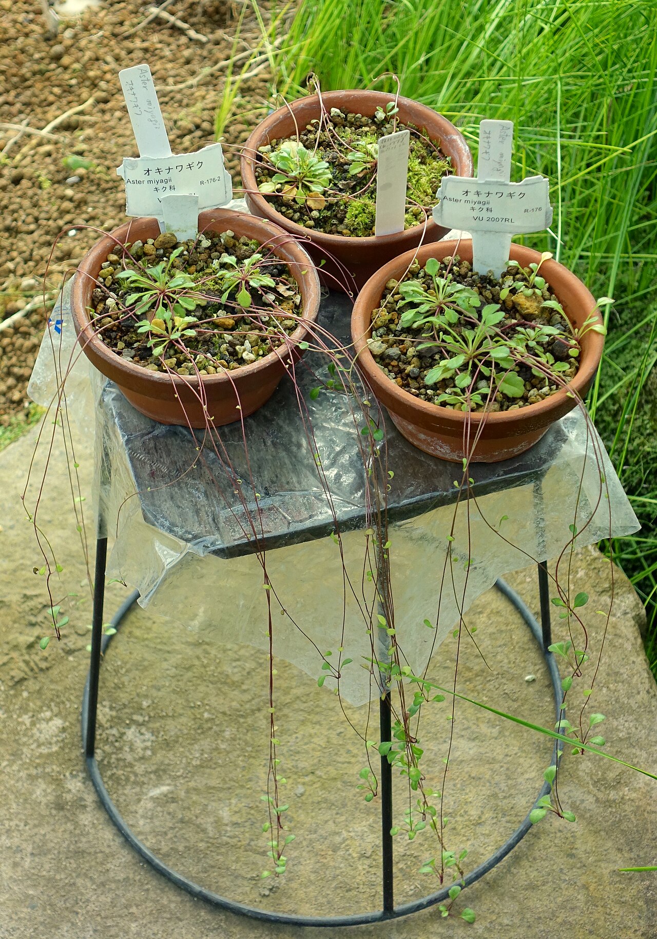 Aster miyagii: Botanical specimen in the Shinjuku Gyo-en Greenhouse - Tokyo, Japan.