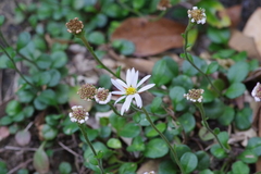 Aster miyagii (Aster miyagii)