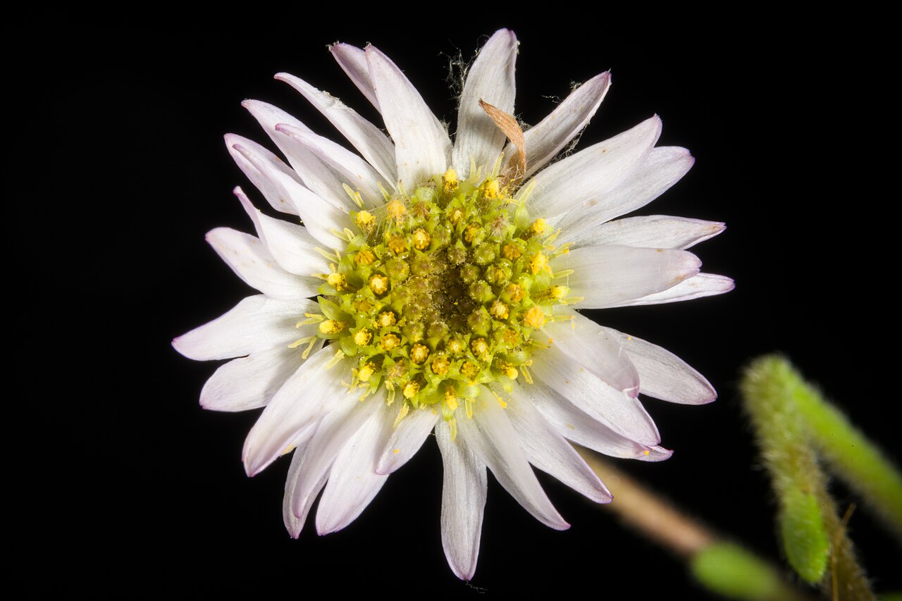 Aster miyagii: Plant derived from Nago, Okinawa, Japan Japanese Name オキナワギク Taxonomy Family キク科 Asteraceae Subfamily キク亜科 Arecoideae Tribe シオン連 Astereae Genus シオン属 Aster Distr