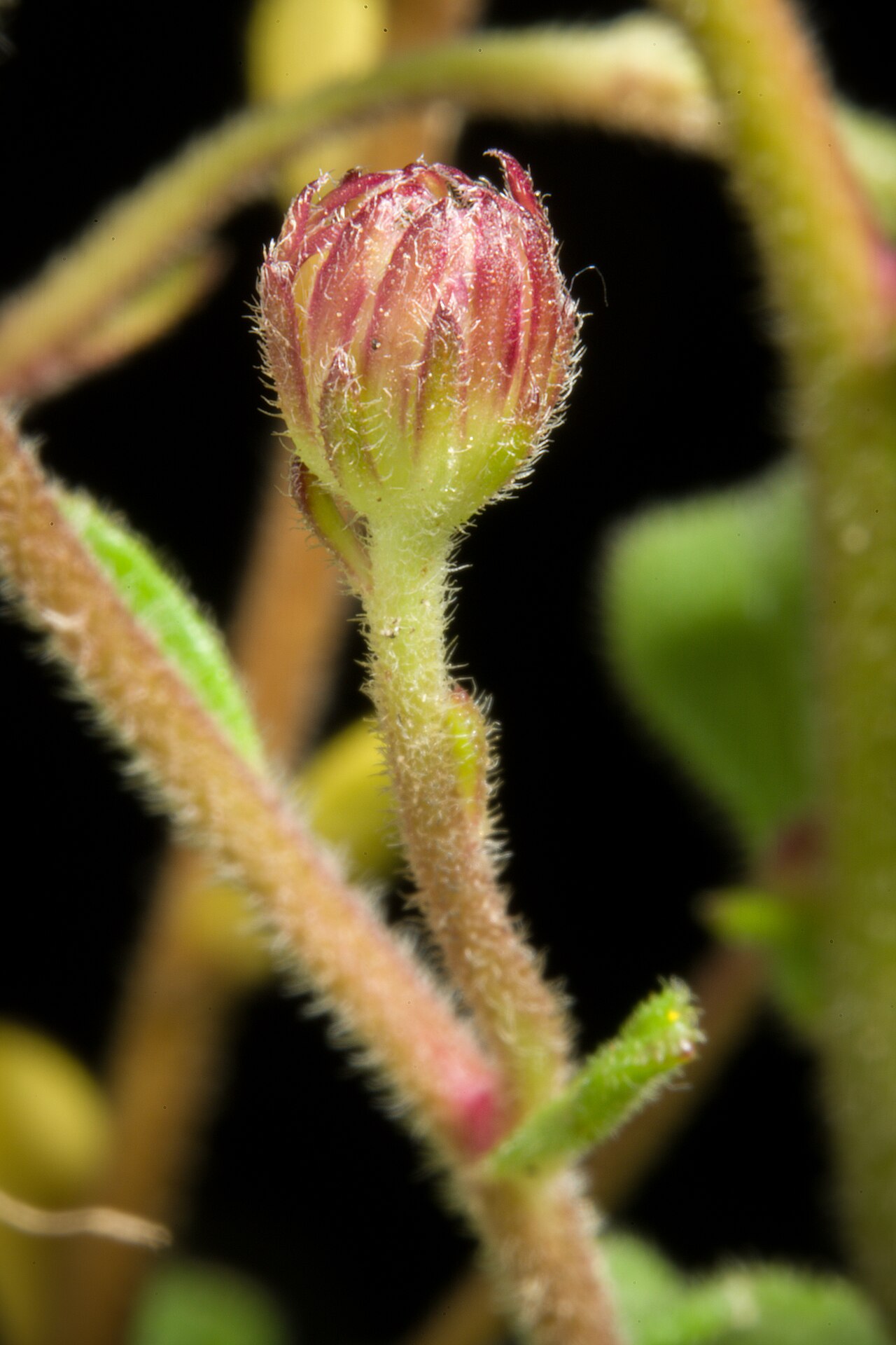 Aster miyagii: Plant derived from Nago, Okinawa, Japan Japanese Name オキナワギク Taxonomy Family キク科 Asteraceae Subfamily キク亜科 Arecoideae Tribe シオン連 Astereae Genus シオン属 Aster Distr