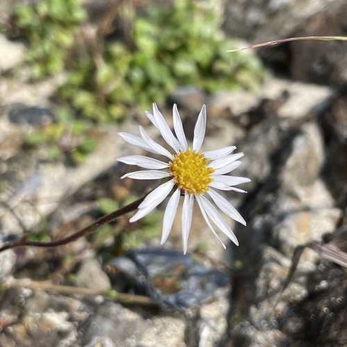 Aster miyagii (Aster miyagii)