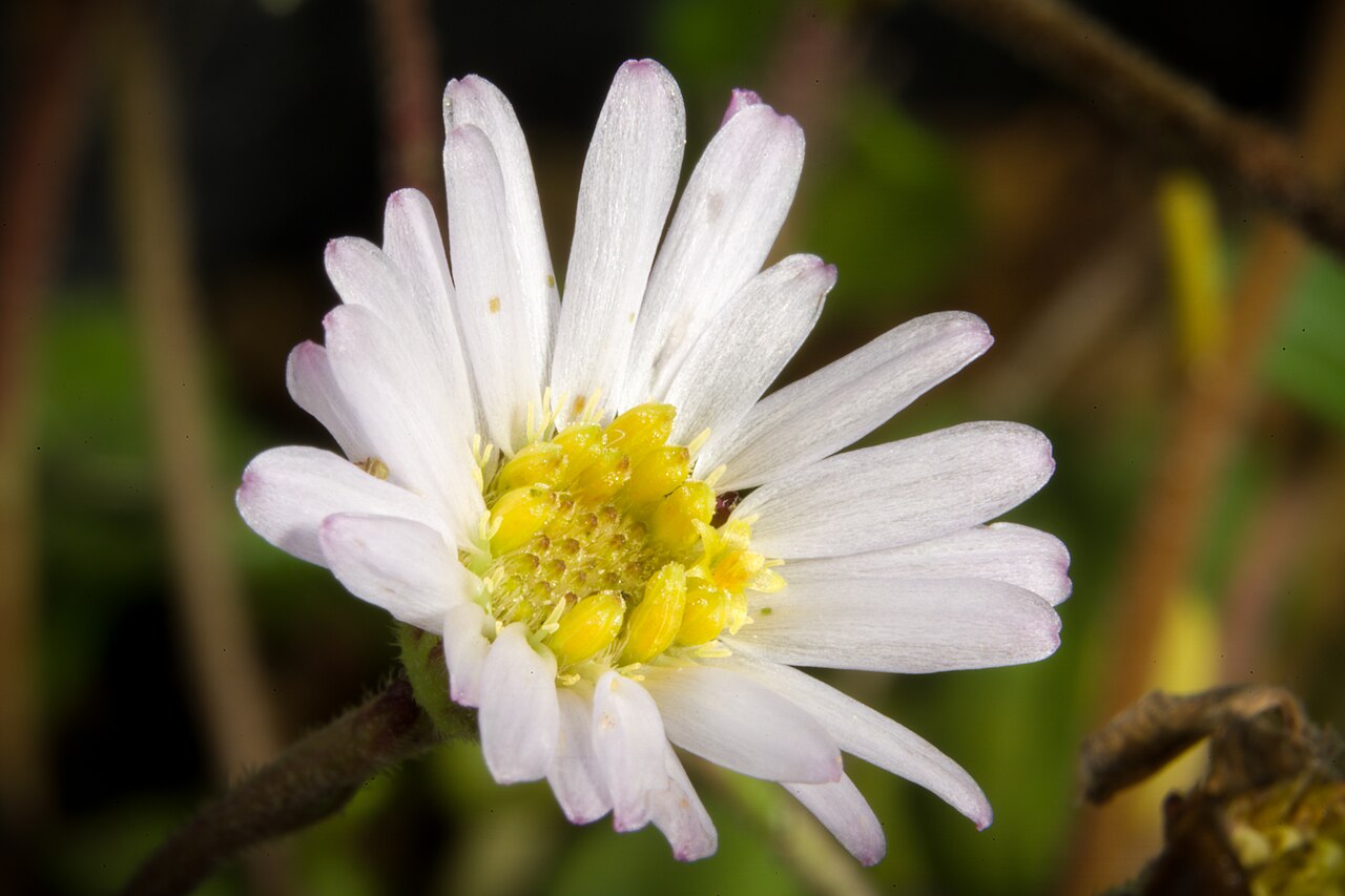 Aster miyagii: Plant derived from Nago, Okinawa, Japan Japanese Name オキナワギク Taxonomy Family キク科 Asteraceae Subfamily キク亜科 Arecoideae Tribe シオン連 Astereae Genus シオン属 Aster Distr