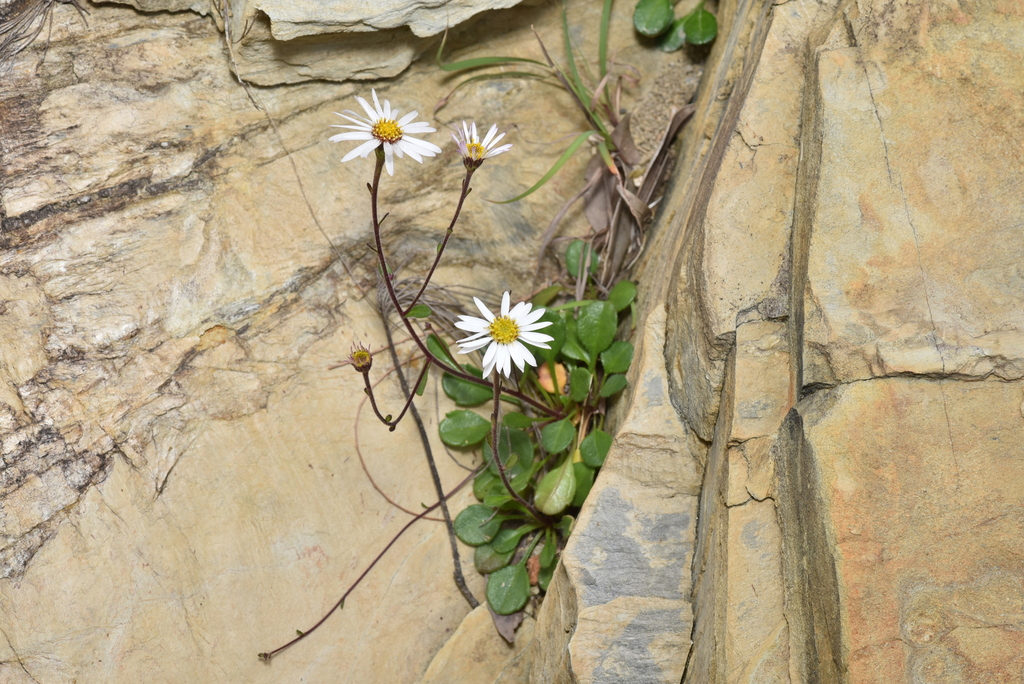 Aster miyagii (Aster miyagii)