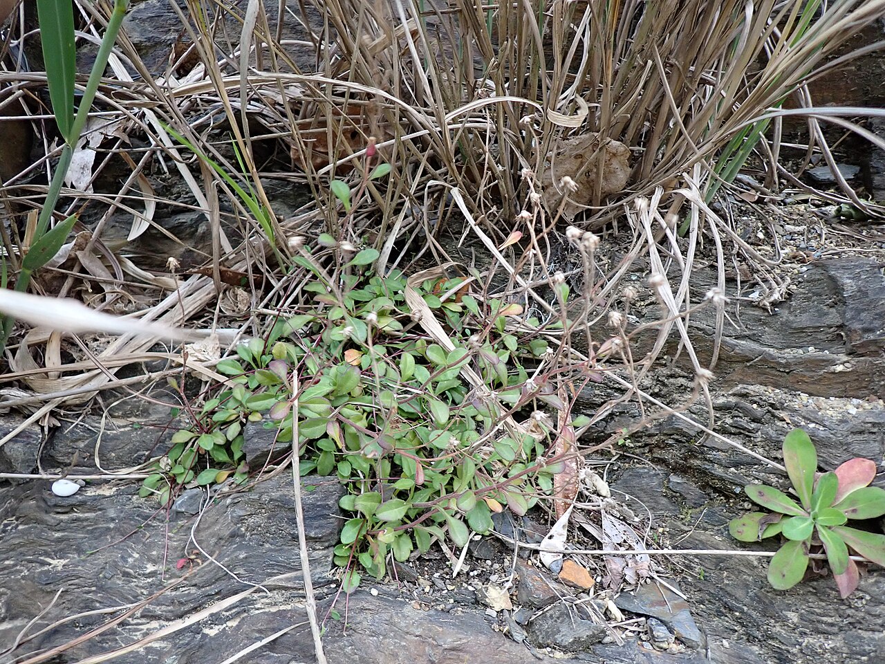 Aster miyagii: 花の終わったオキナワギク(2025年2月 沖縄県東村)