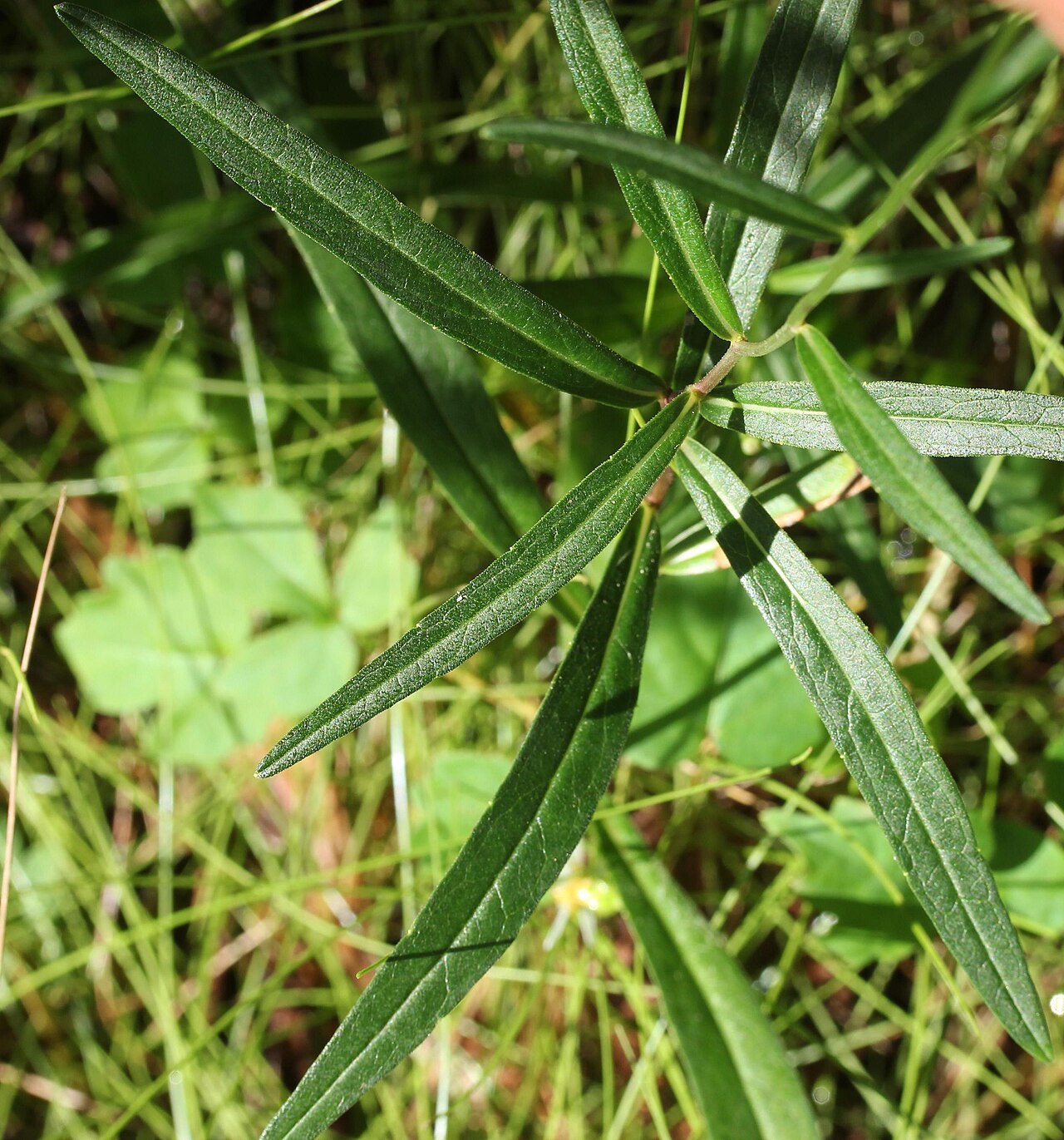 Aster rugulosus: Leaves of Aster rugulosus , in Kasugai, Aichi prefecture, Japan.