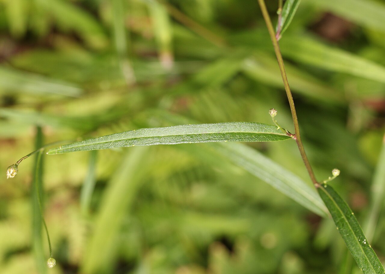 Aster rugulosus: Leaf of Aster rugulosus , in Kasugai, Aichi prefecture, Japan.