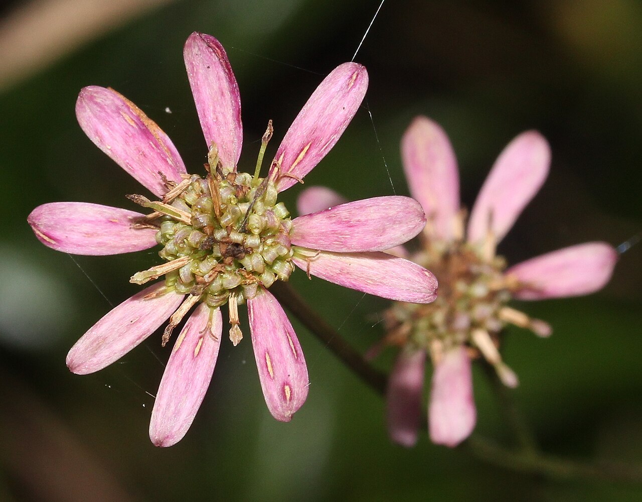 Aster rugulosus: Flower of Aster rugulosus , in Maibara, Shiga prefecture, Japan.