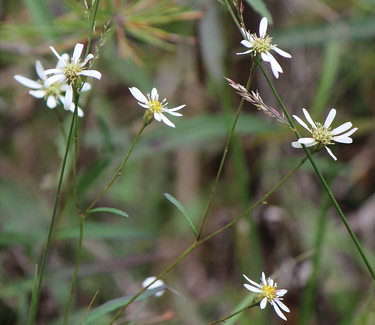Aster rugulosus: Aster rugulosus , in Aichi Prefecture Shinrin Park, Japan.