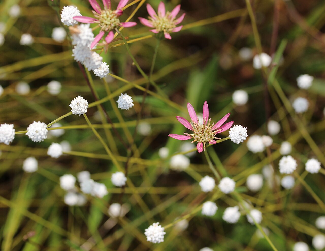 Aster rugulosus: Flower of Aster rugulosus and Eriocaulon nudicuspe , in Aichi Prefecture Shinrin Park, Japan.