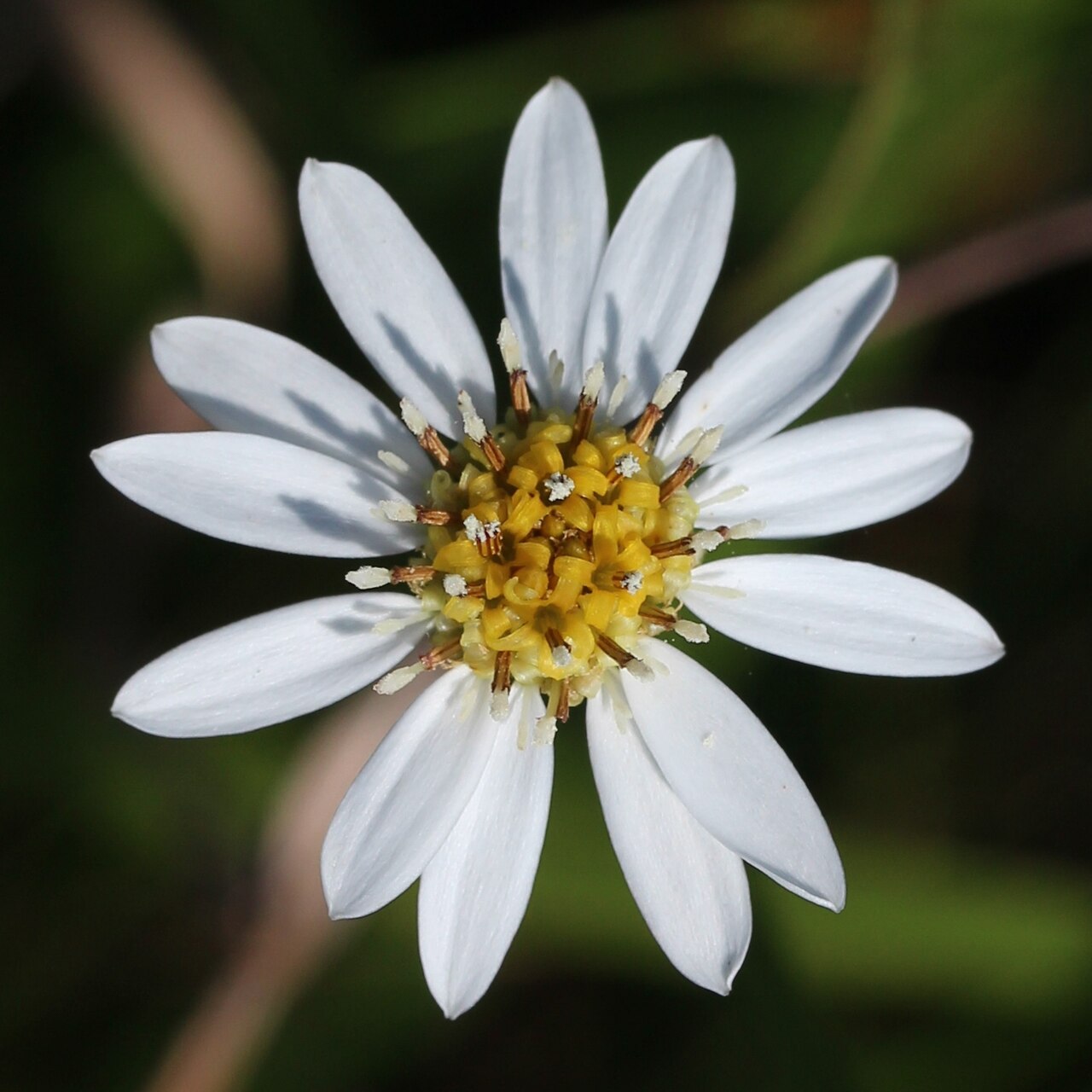 Aster rugulosus: Flower of Aster rugulosus , in Imou bog, Toyohashi, Aichi prefecture, Japan.