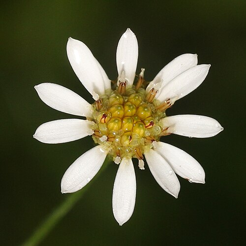 Aster rugulosus: Flower of Aster rugulosus , in Kasugai, Aichi prefecture, Japan.
