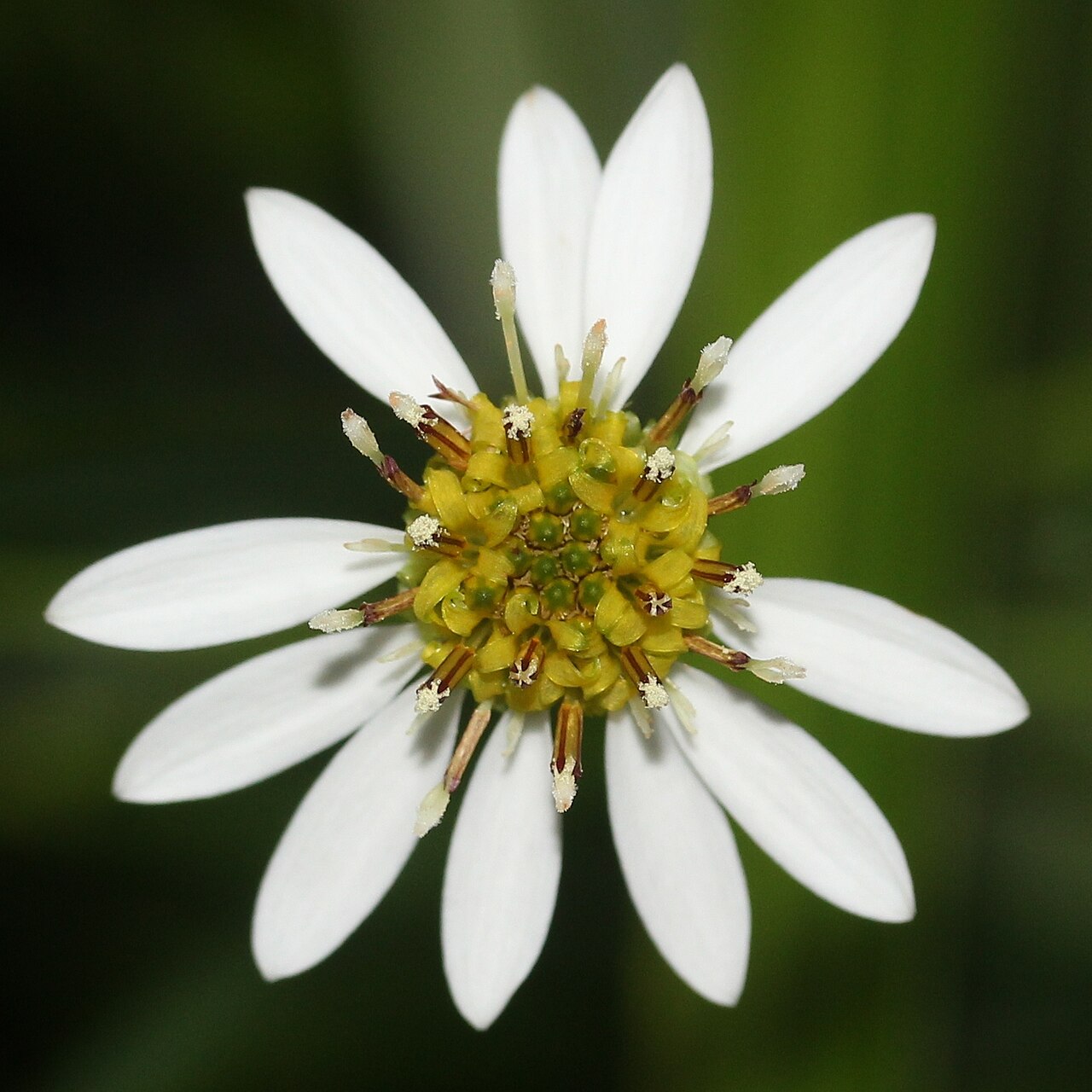 Aster rugulosus: Flower of Aster rugulosus , in Kasugai, Aichi prefecture, Japan.