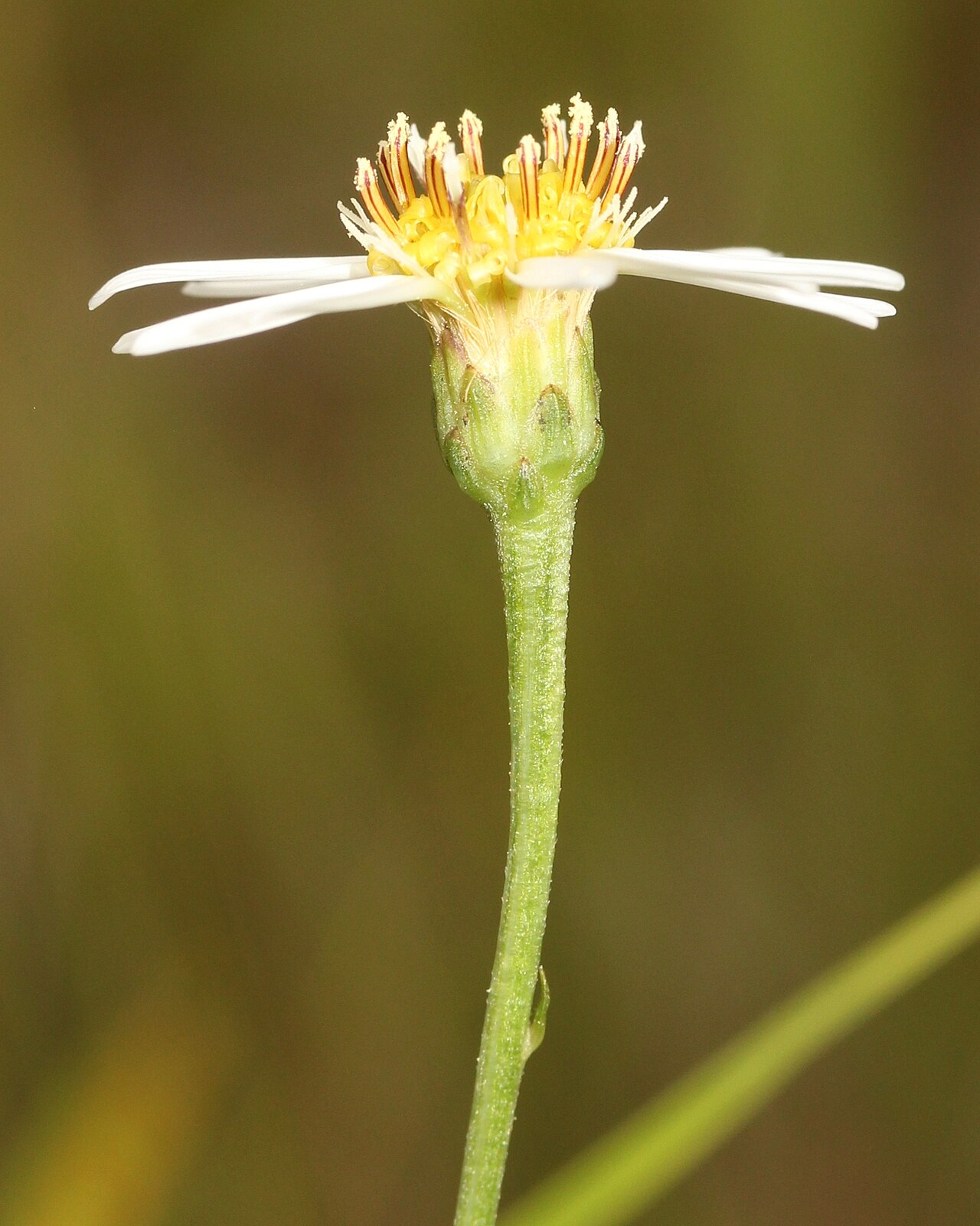 Aster rugulosus: Aster rugulosus , in Kasugai, Aichi prefecture, Japan.