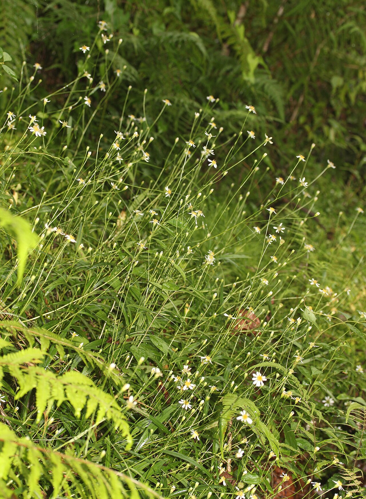 Aster rugulosus: Aster rugulosus , in Kasugai, Aichi prefecture, Japan.