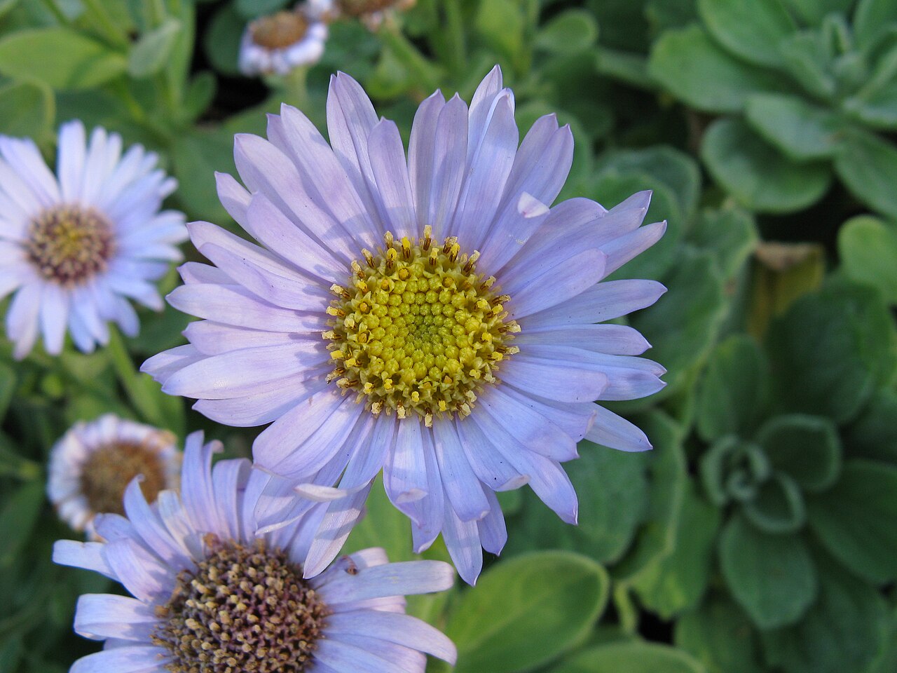 Aster spathulifolius: ダルマギク