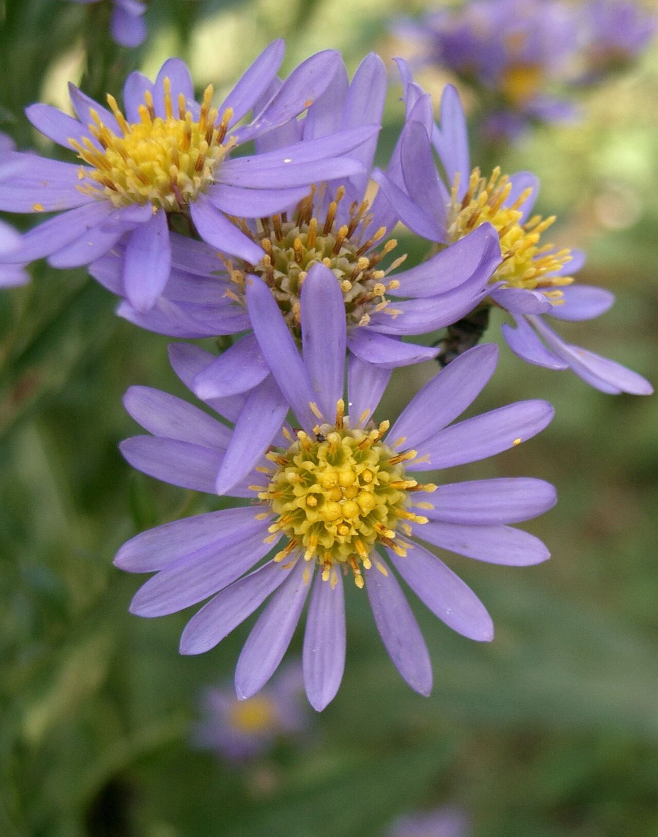 Tatarian aster: Aster tataricus