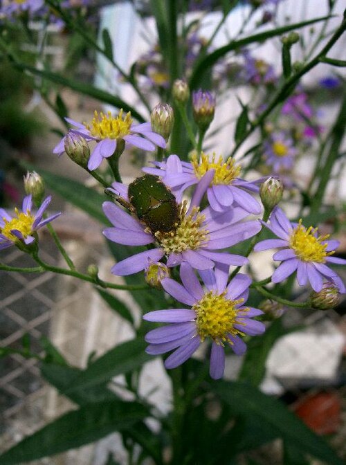 Tatarian aster: Aster tataricus