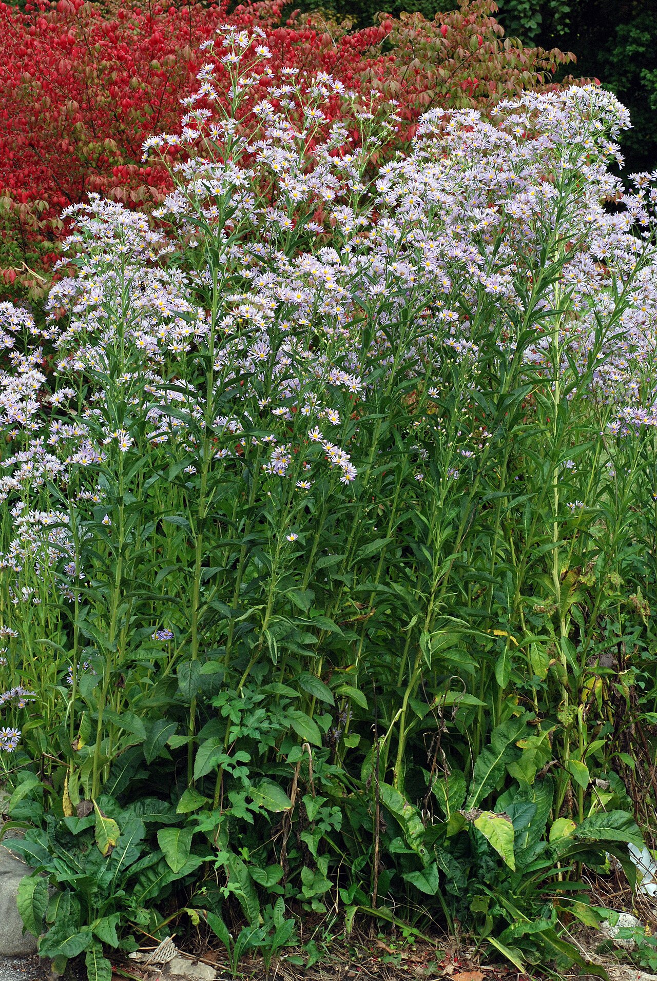 Tatarian aster: Aster tataricus
