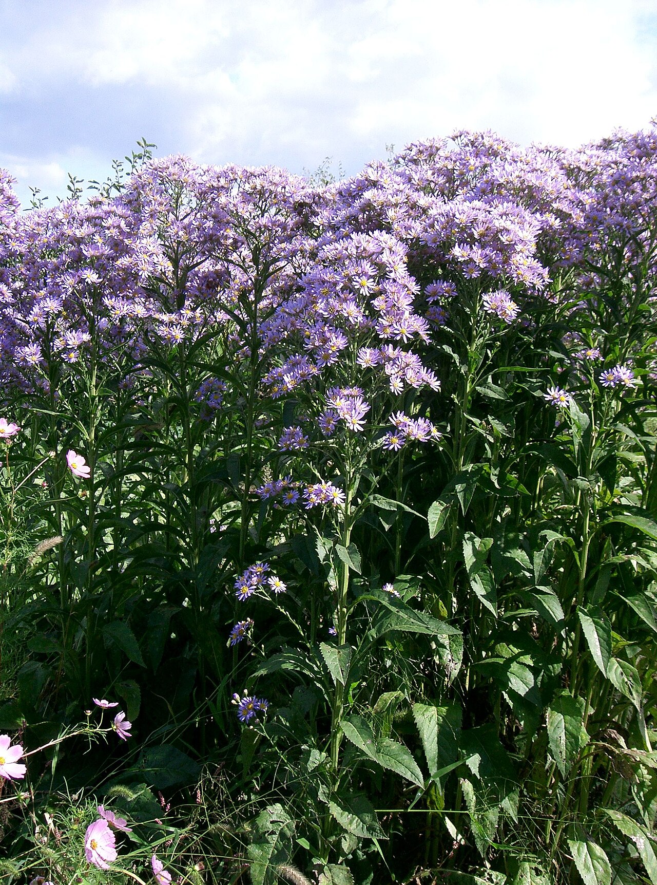 Tatarian aster: Aster tataricus